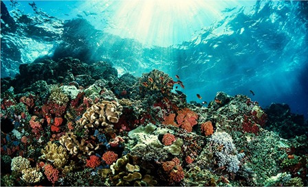 imagem do fundo do mar