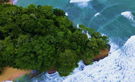 beira do mar com muitas árvores