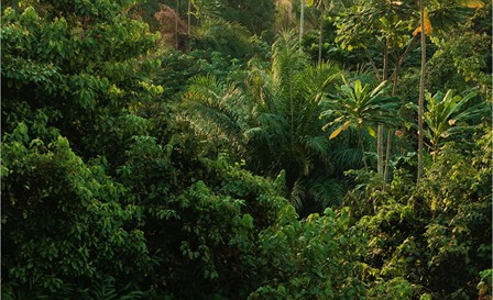 floresta